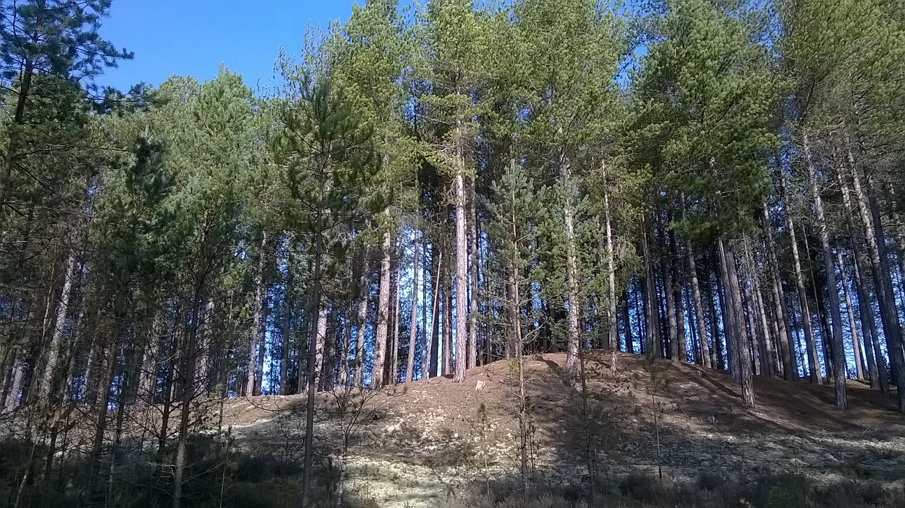 culbin forest